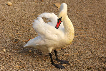 White Swan №34071
