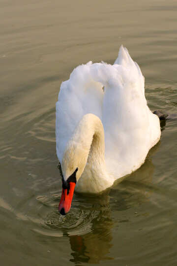 White Swan №34075