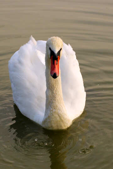 White Swan №34076