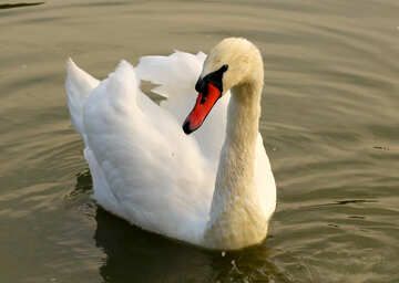White Swan №34078