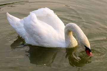 White Swan №34079
