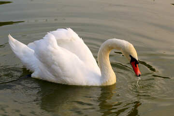 White Swan №34084
