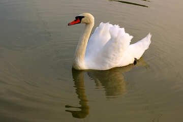 White Swan №34085