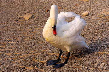 Cisne blanco №34091