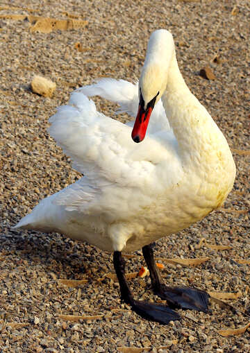 Cisne blanco №34092