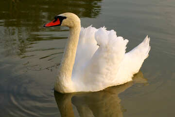 White Swan №34097
