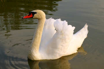 White Swan №34098
