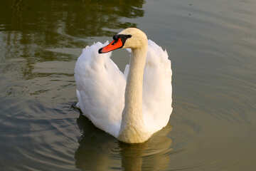 White Swan №34100