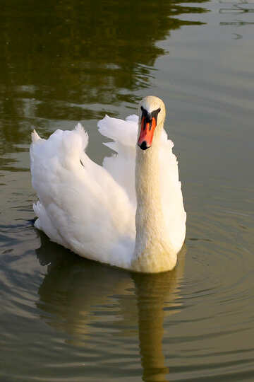 White Swan №34101