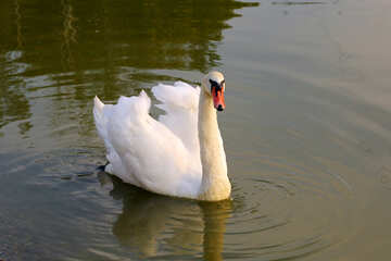 White Swan №34102