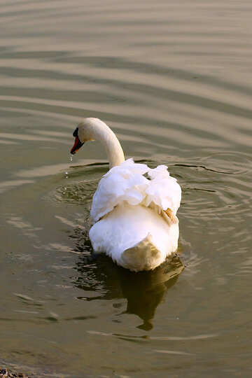 White Swan №34110