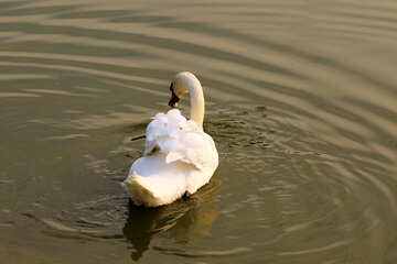 White Swan №34111