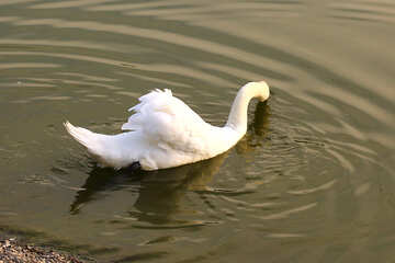 Cisne blanco №34112