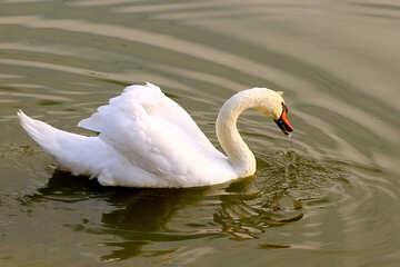 Cisne blanco №34113