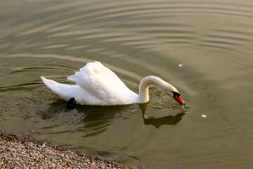 Cisne blanco №34114
