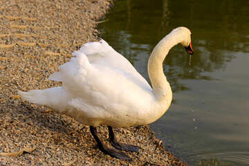 Cisne blanco №34116