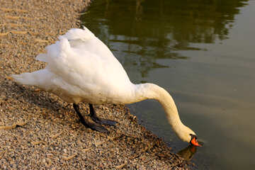 Cisne blanco №34117