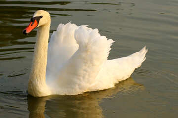 White Swan №34122