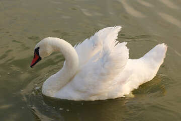 White Swan №34129