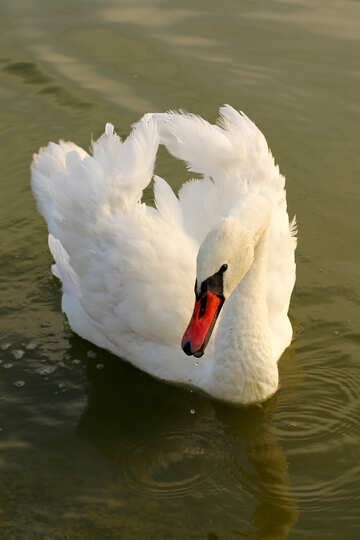 White Swan №34133