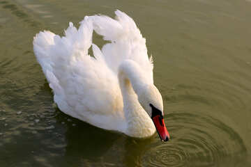 Cisne blanco №34134