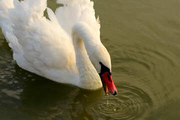 Cisne blanco №34135
