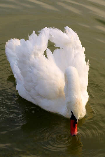 Cisne blanco №34136
