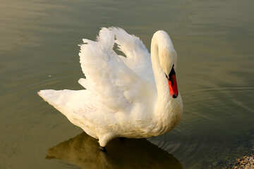 Cisne blanco №34139