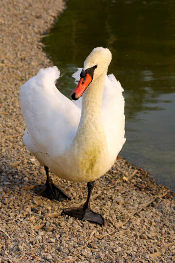 White Swan №34140
