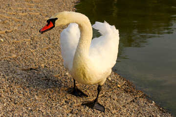 Cisne blanco №34142