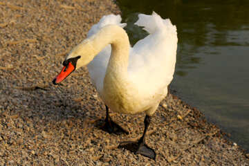 Cisne branco №34143