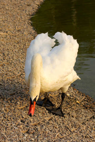 Cisne blanco №34144