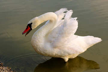 White Swan №34145