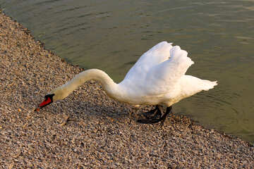 Cisne blanco №34147