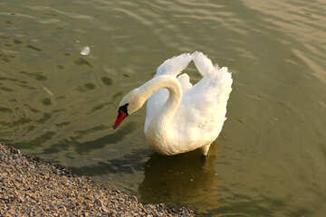 White Swan №34148
