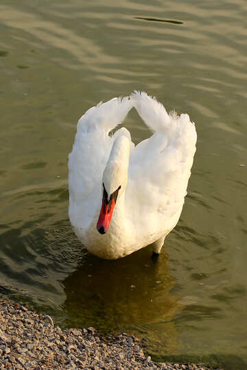 White Swan №34149