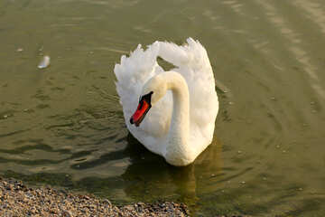 White Swan №34150