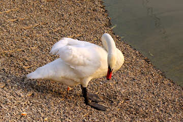 白い白鳥にアーチ形にされた首 №34103