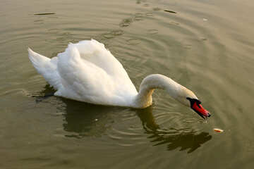 White Swan mange le pain №34080