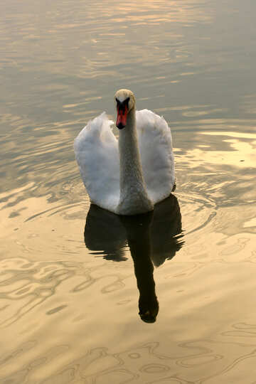 White Swan auf goldenem Hintergrund №34058