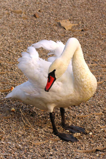 Cisne blanco en la orilla №34072