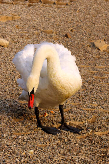 Cisne branco na praia №34087