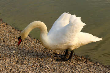 Cisne blanco en la orilla №34146