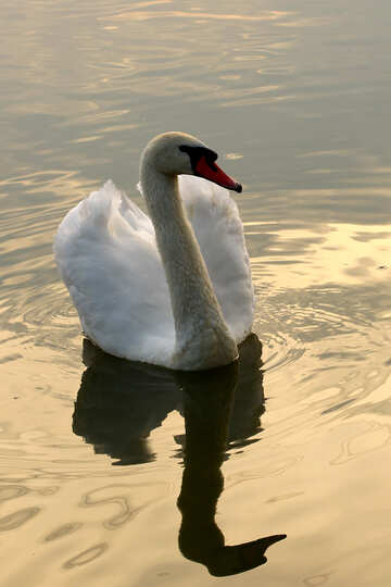 White Swan bei Sonnenuntergang №34057