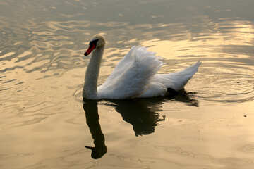 White Swan à fond coucher de soleil №34061