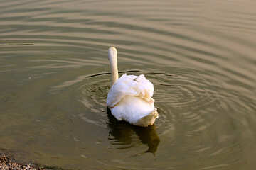 White Swan swims №34109