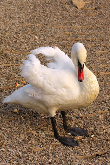 White Swan walk №34073