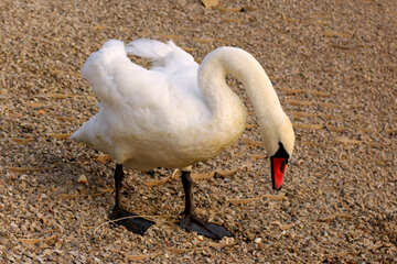 White Swan walk №34081