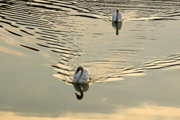 Лебеді на озері №34173