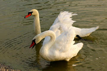 White swans №34153